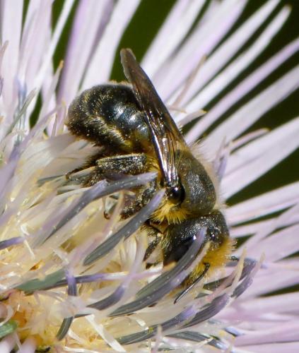 Osmia latreillei
